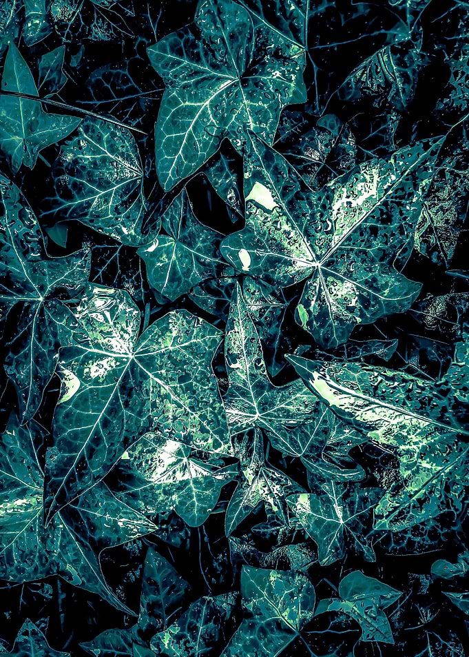 green leaves