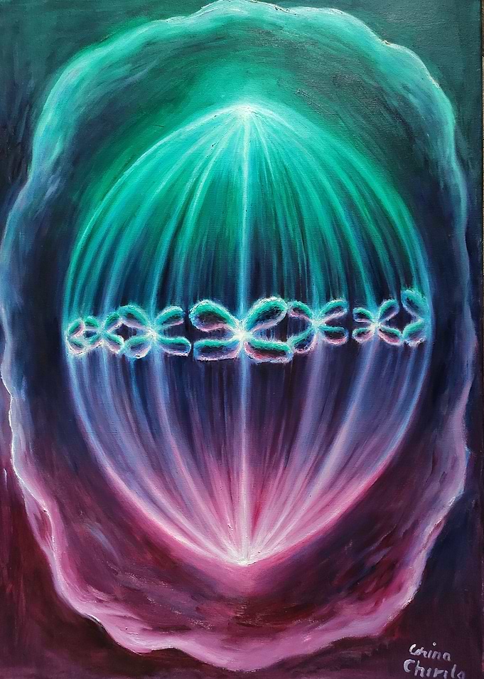 Cellular divizion