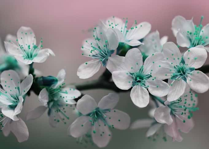 Teal And White Blossoms