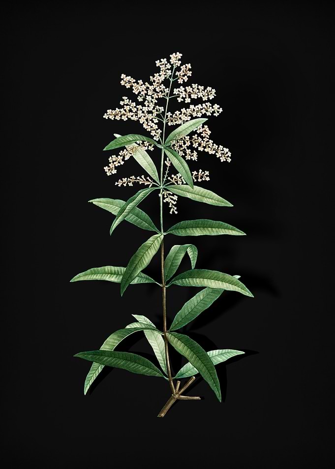 Lemon Verbena Branch