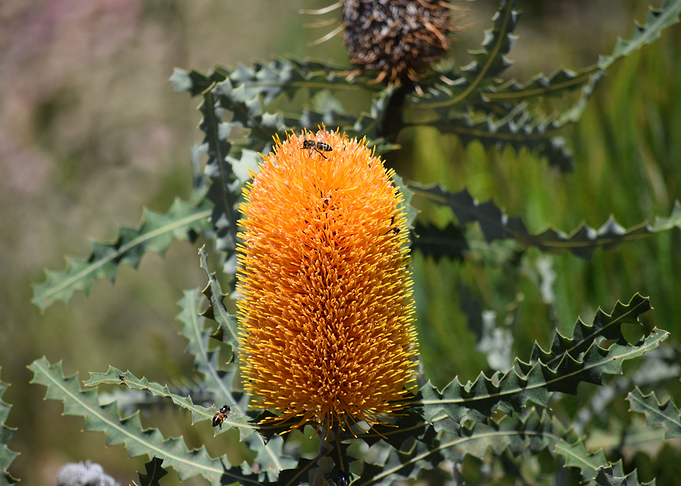 orange yellow flower