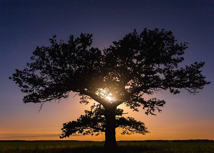 Tree of the Trees