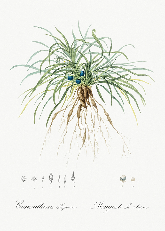 Convallaria Japonica Illus