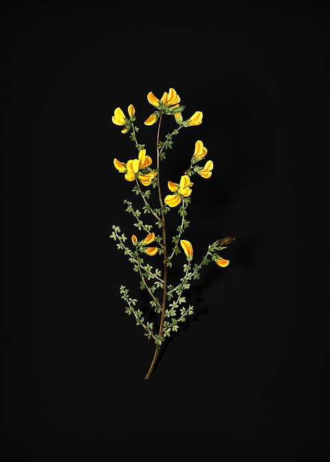 Adenocarpus