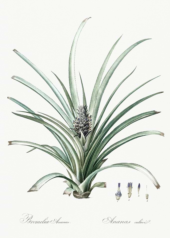 Pineapple Illustration Fro
