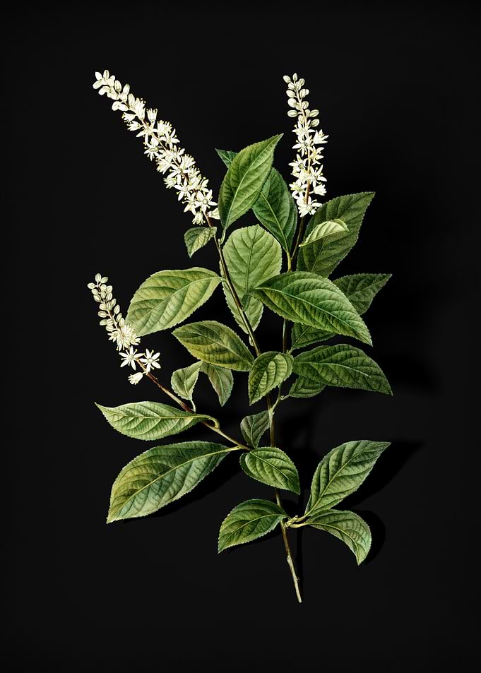 Virginia Sweetspire