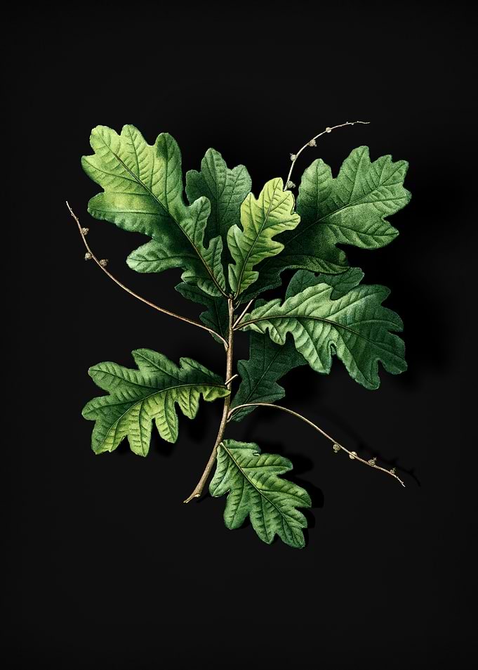 Vintage English Oak