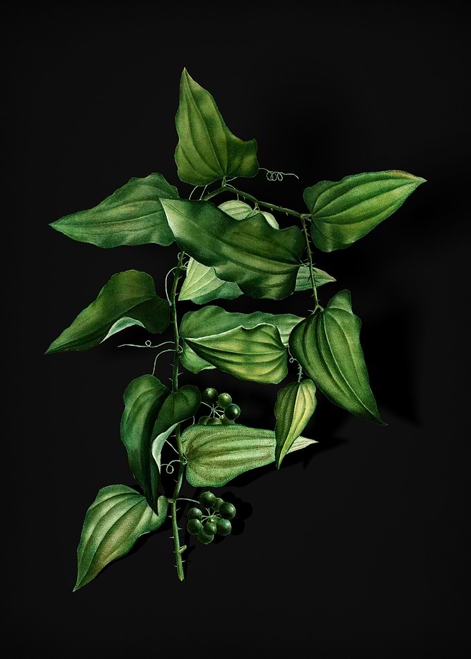 Vintage Common Smilax