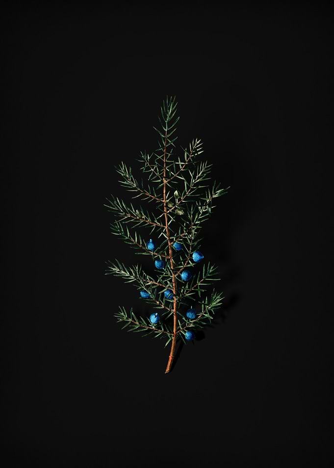 Vintage Common Juniper
