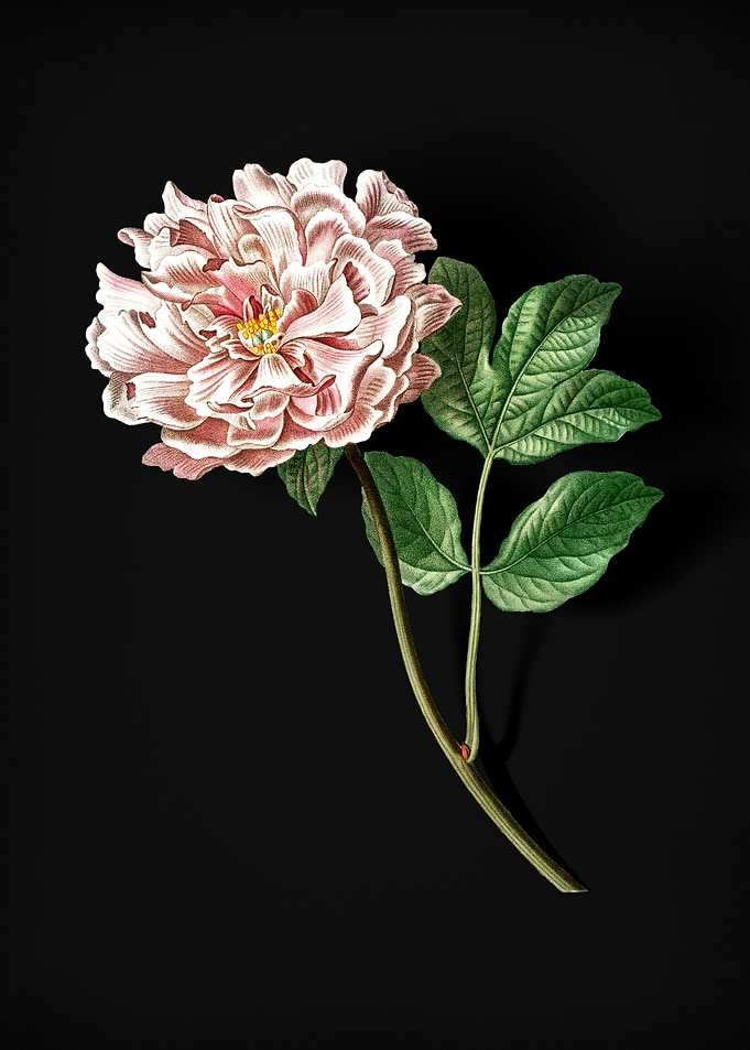 Vintage Tree Peony