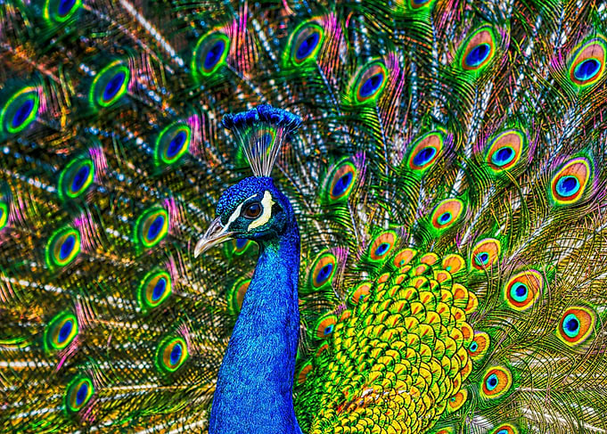 Beautiful peacock portrait