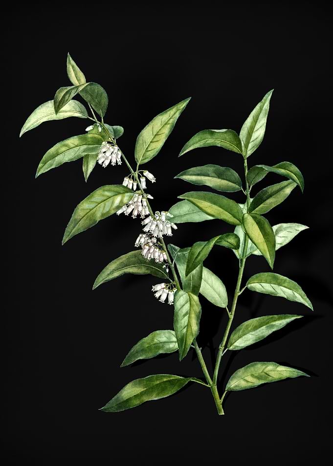 Andromeda Acuminata Bloom