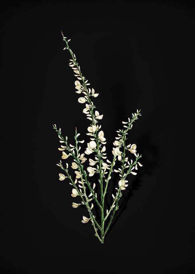 Vintage White Broom