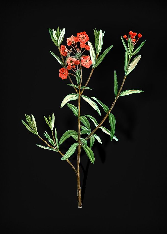 Vintage Bog Laurel Bloom