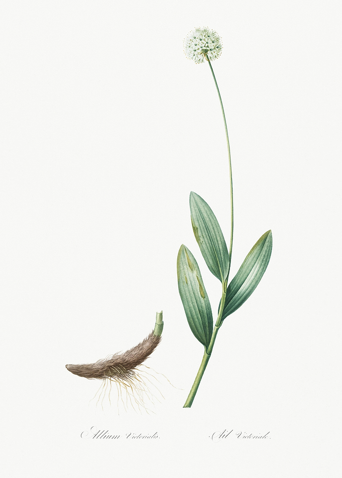 Victory Onion Illustration