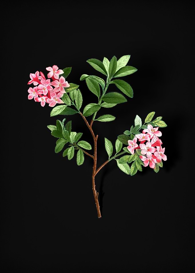 Vintage Hairy Alpenrose