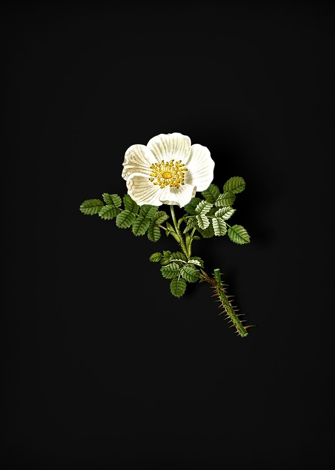 Vintage Burnet Rose