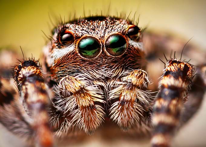 Portrait of Jumping spider