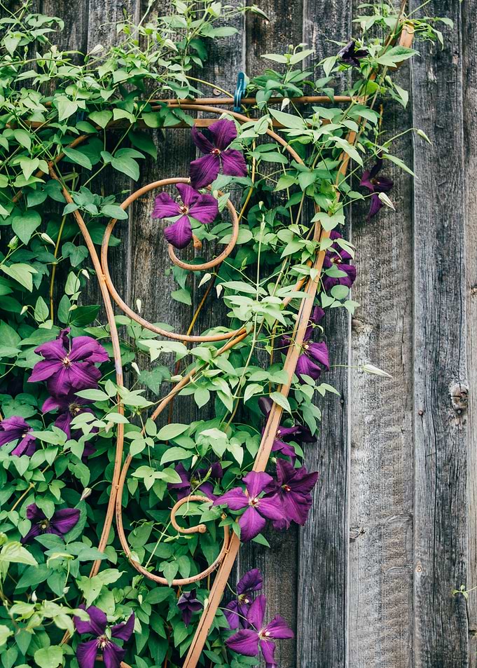 Purple Flowers Wall