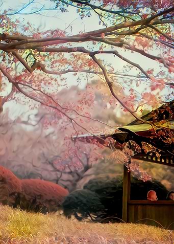 Cherry Blossoms