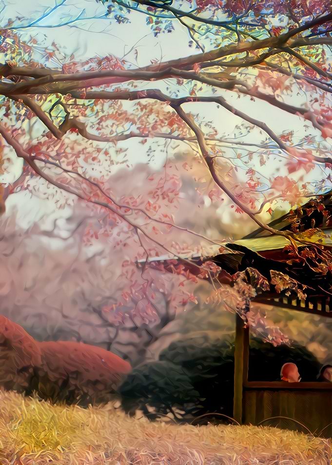 Cherry Blossoms