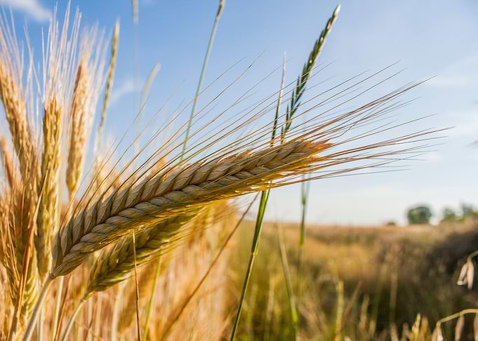Wheat field