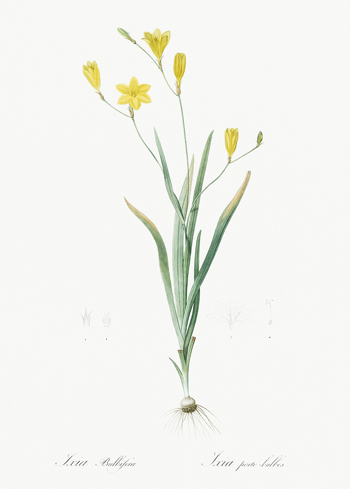 Ixia Bulbifera Illustratio