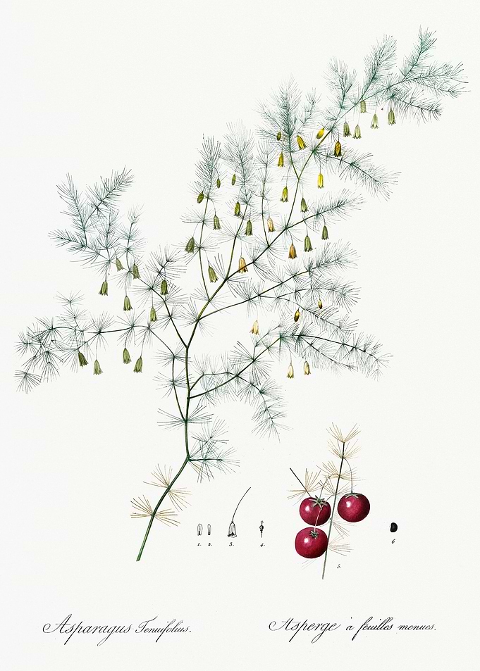 Asparagus Fern Illustratio
