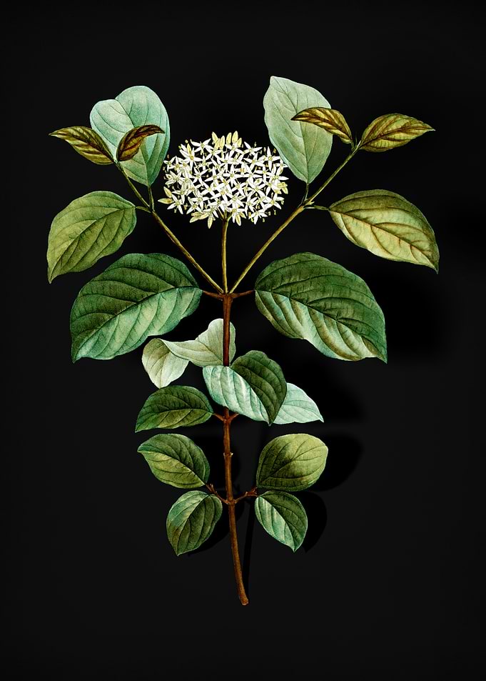 Vintage Common Dogwood