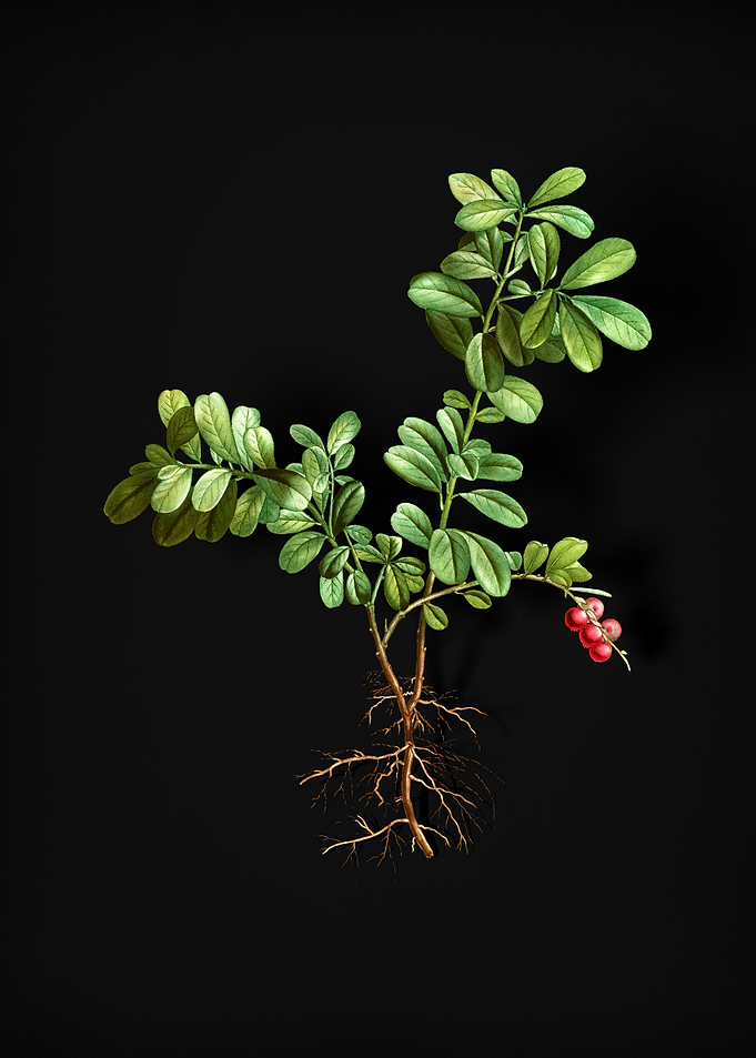 Vintage Lingonberry