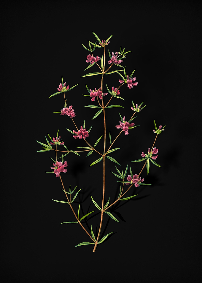 Heath Mirbelia Branch