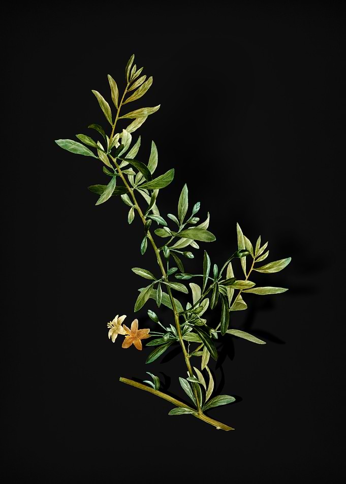 Vintage Goji Berry Branch