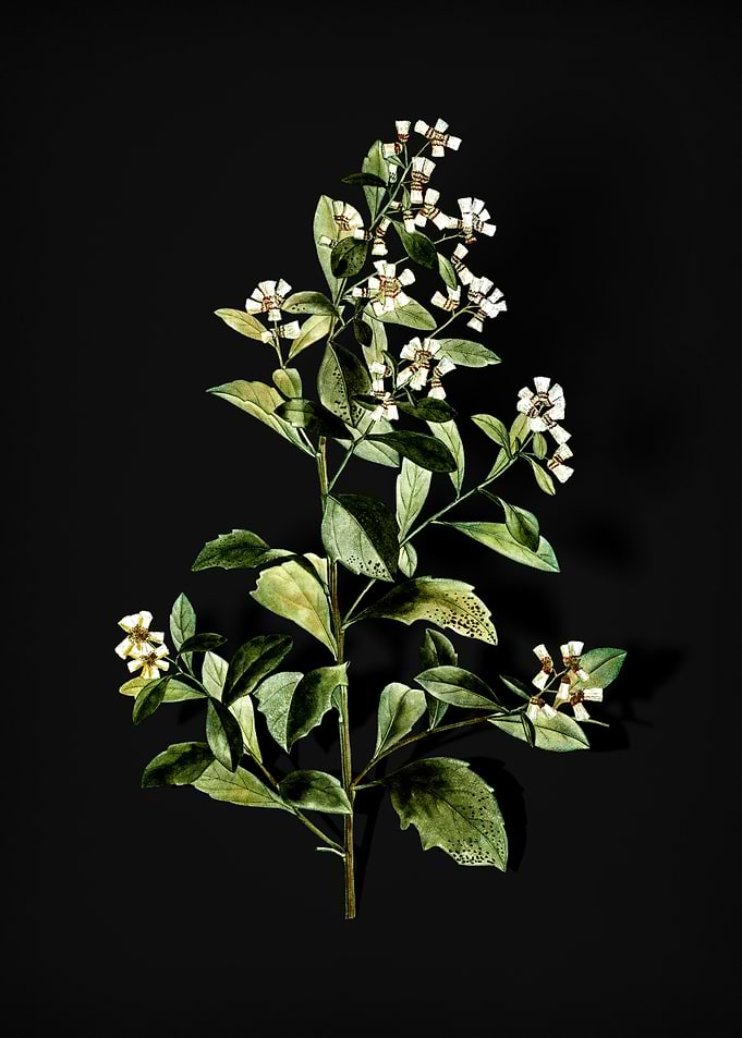Vintage Eastern Baccharis
