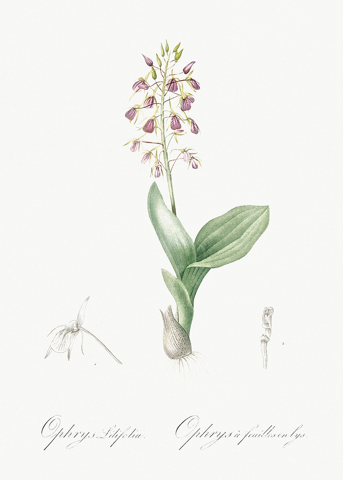 Brown Widelip Orchid Illus
