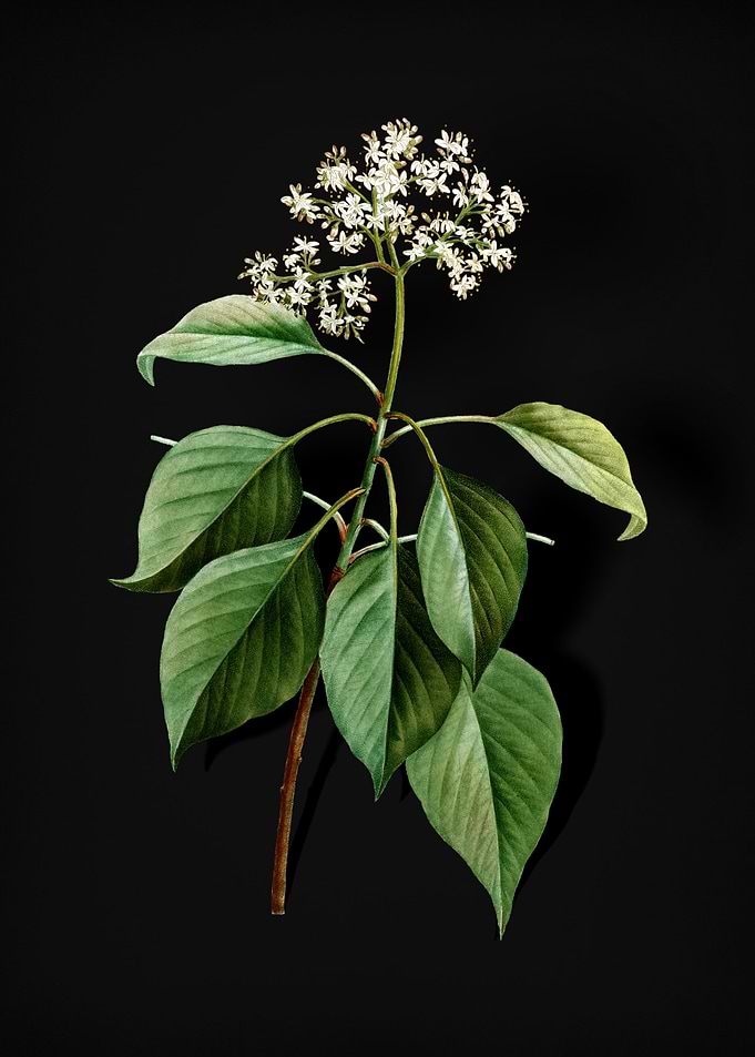 Blooming Pagoda Dogwood