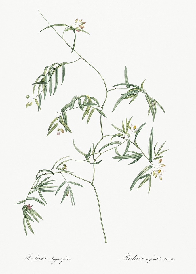 Bridal Creeper Illustratio