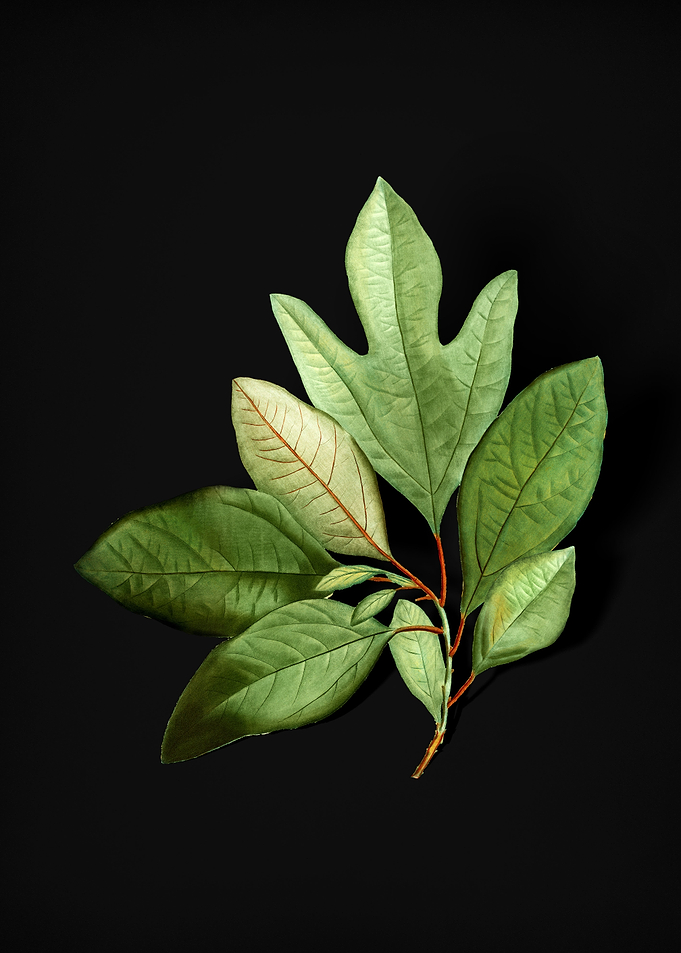 Vintage Bay Laurel Branch