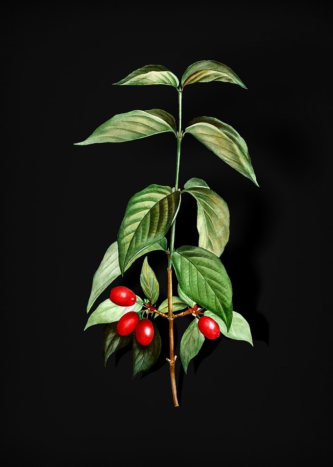Vintage Cornelian Cherry