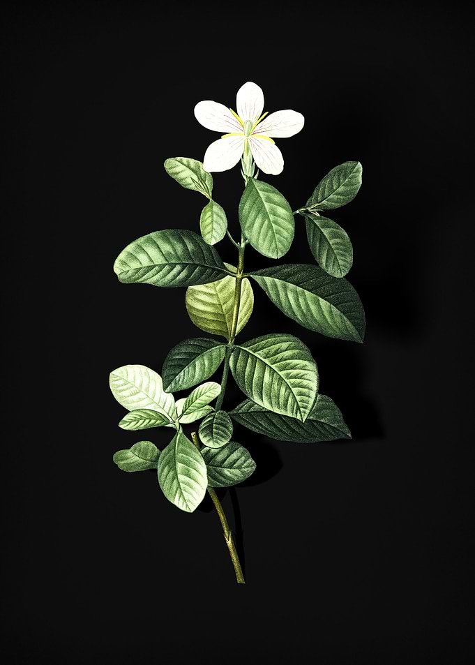 Vintage Gardenia