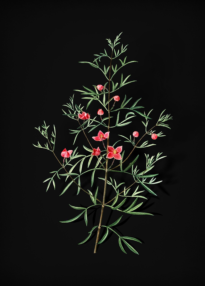 Vintage Boronia Pinnata