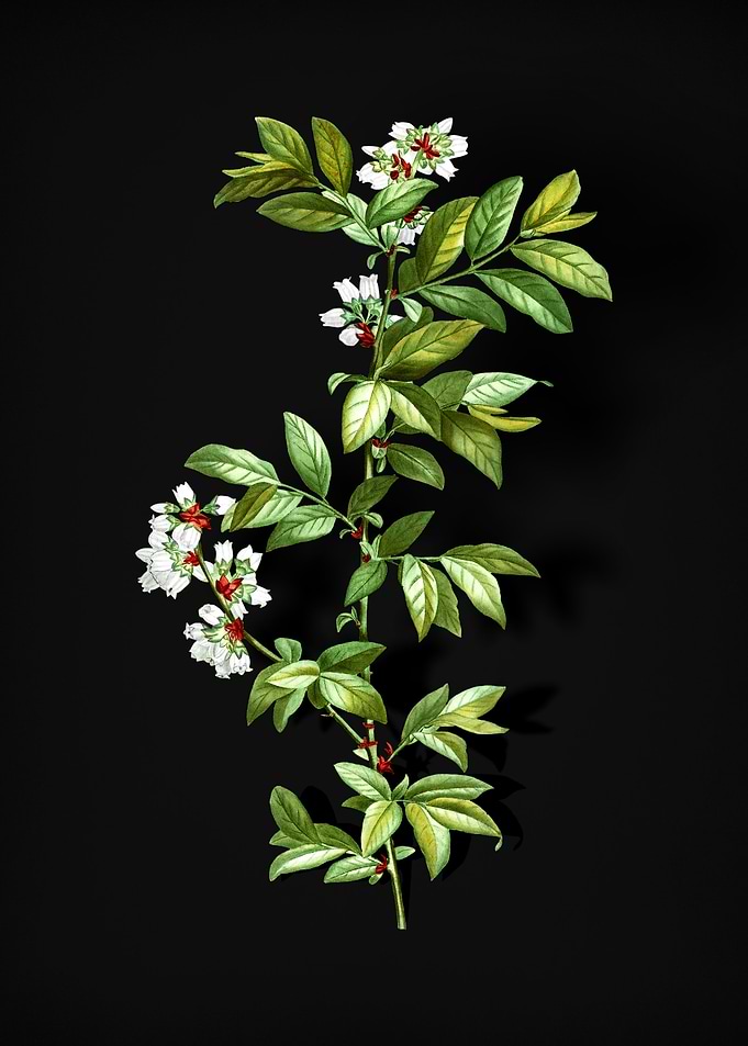 Rabbit Eye Blueberry
