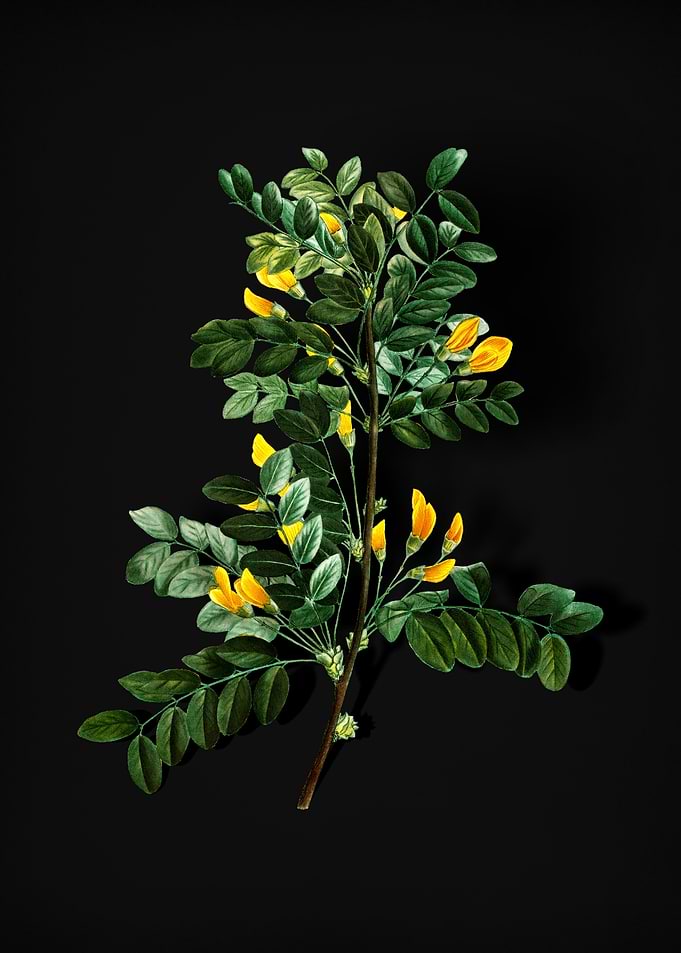 Blooming Siberian Pea Tree