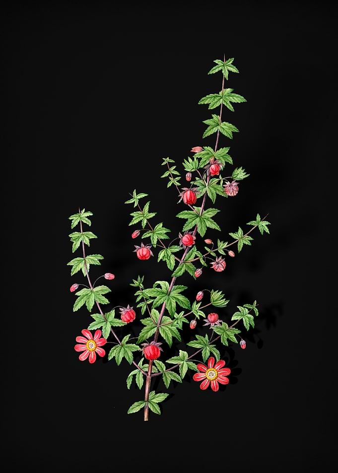 Madder Leaved Bauera