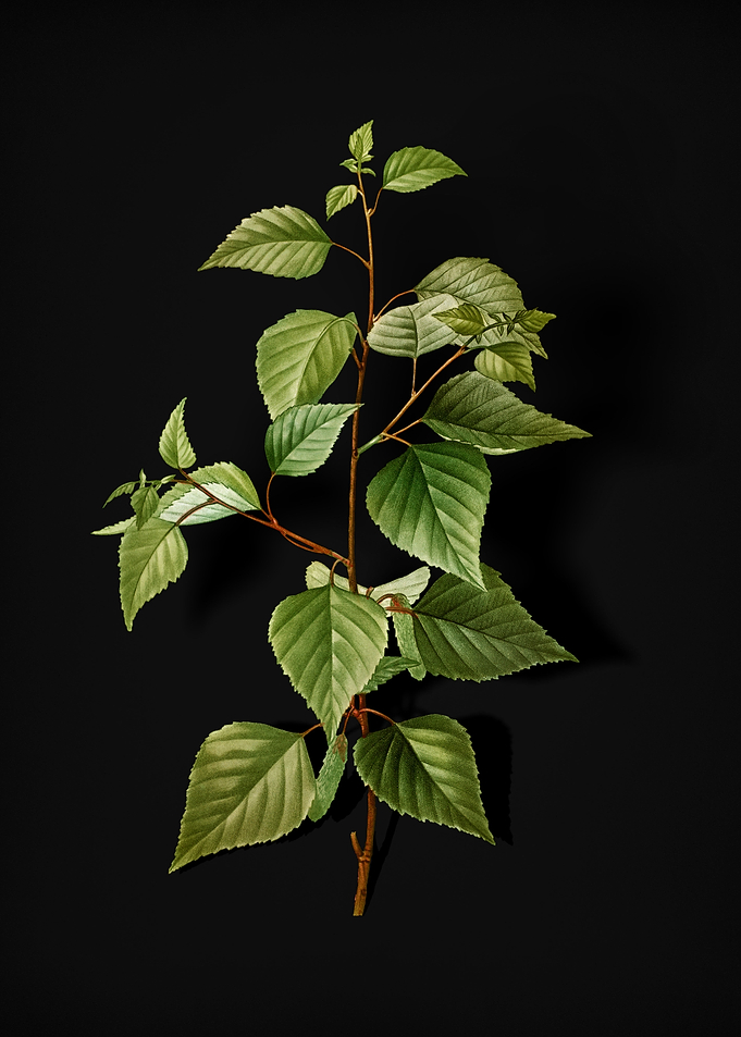 Vintage Black Birch