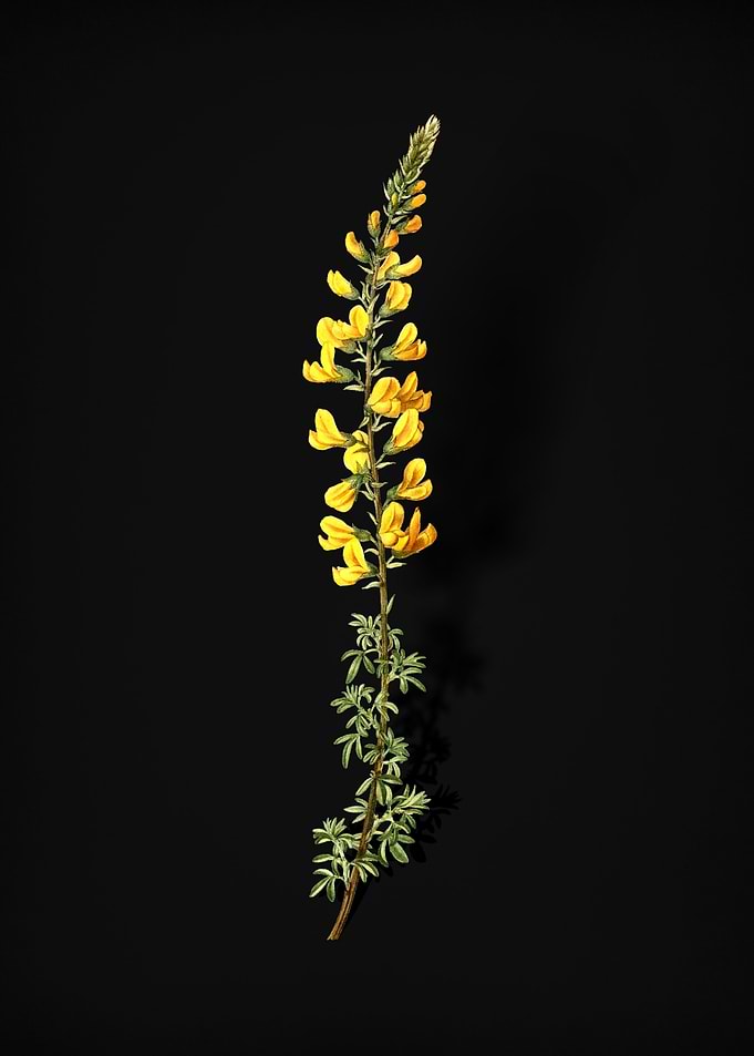 Adenocarpus