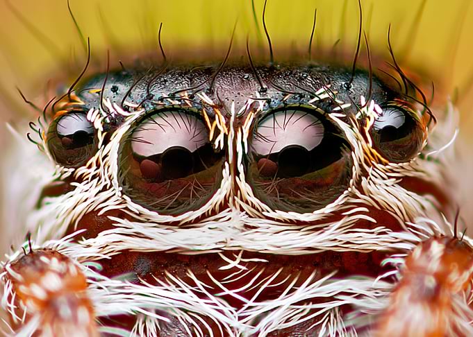 The Eyes of Fear