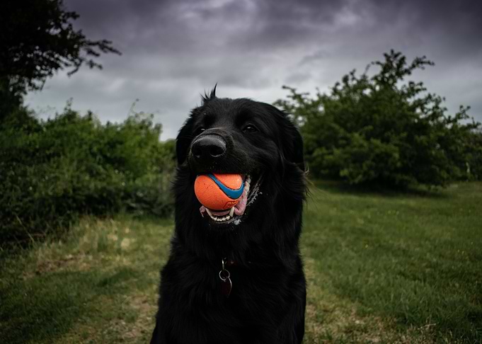 Happy Doggo
