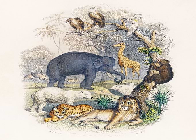 Animals and nature