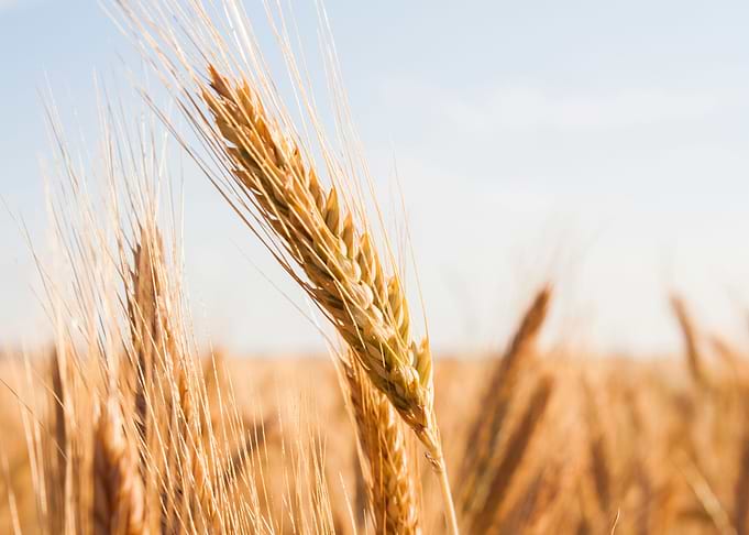 Wheat field