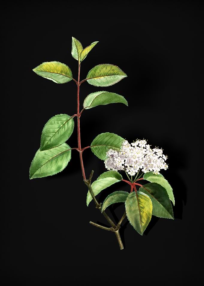 Vintage Black Haw